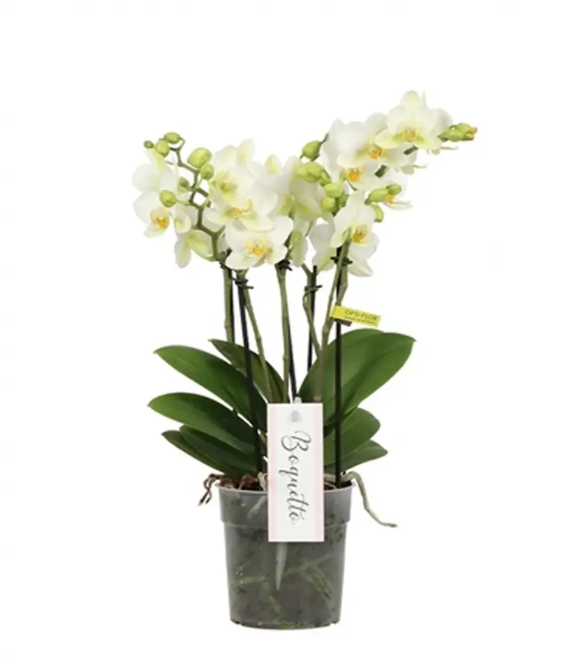 Орхидея D12 H45 - Phalaenopsis MF boquetto beauty 1 Орхидея D12 H45 - Phalaenopsis MF boquetto beauty