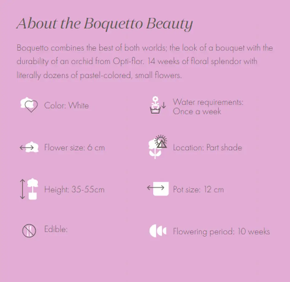 Орхидея D12 H45 - Phalaenopsis MF boquetto beauty 3 Орхидея D12 H45 - Phalaenopsis MF boquetto beauty - Image 3