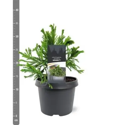 Криптомерия D19 H30 - Cryptomeria jap Serama
