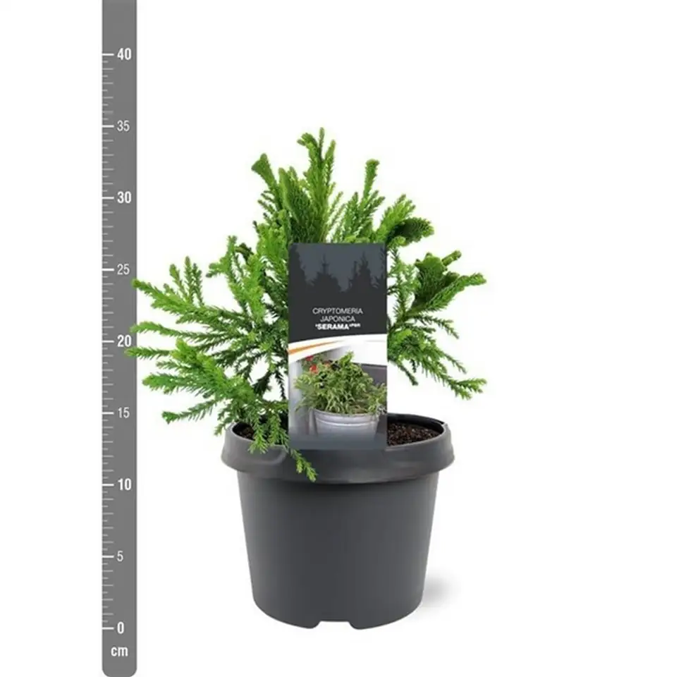Криптомерия D19 H30 - Cryptomeria jap Serama