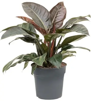 Филодендрон 24/85 - Philodendron Imperial Red
