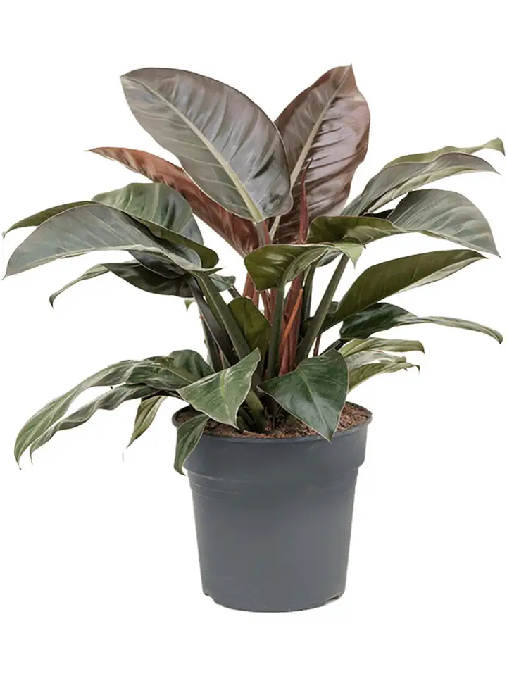 Филодендрон 24/85 - Philodendron Imperial Red