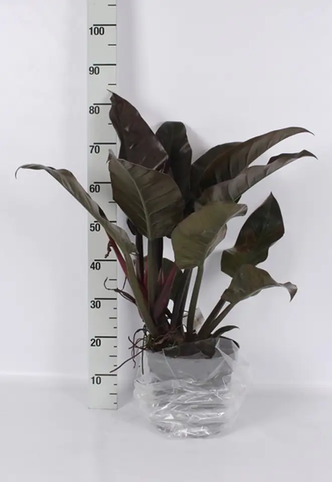 Филодендрон 24/85 - Philodendron Imperial Red - Image 2