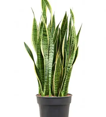 Сансевиера D34 H120 - Sansevieria Laurentii
