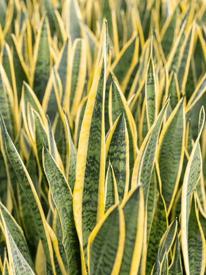 Сансевиера D34 H120 - Sansevieria Laurentii - Image 2